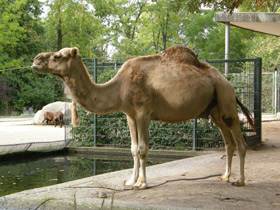 Фото Dromedary or Arabian camel