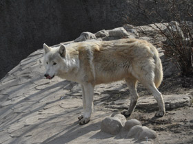 Фото Arctic wolf