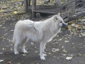 Фото Arctic wolf