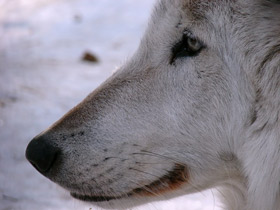 Фото Grey wolf