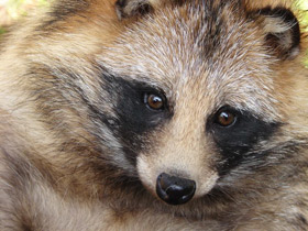 Фото Common raccoon dog