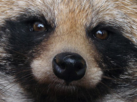 Фото Common raccoon dog