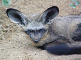 Фото Bat-eared fox