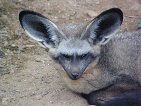 Фото Bat-eared fox