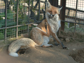 Фото Red fox