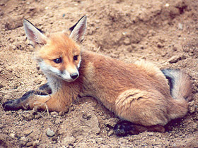 Фото Red fox