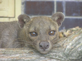 Фото Fossa