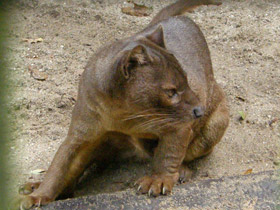 Фото El fosa