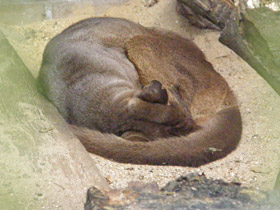 Фото Fossa