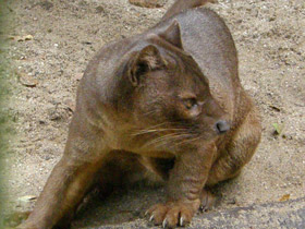 Фото El fosa