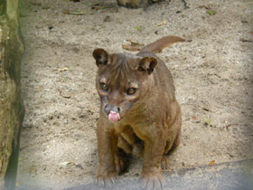 Фото El fosa