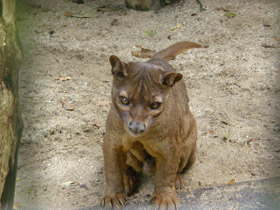 Фото Fossa