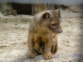 Фото Fossa