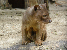 Фото Fossa