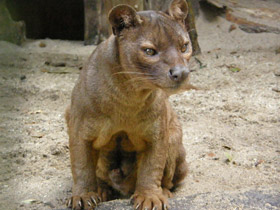 Фото Fossa