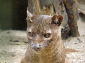 Фото El fosa