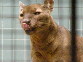 Фото Fossa