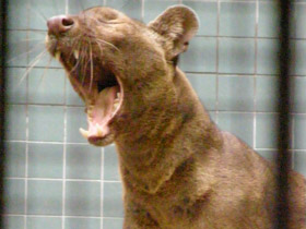 Фото Fossa