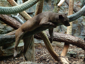 Фото Fossa