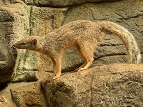 Фото Narrow-striped Mongoose