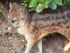 Фото Malagasy civet