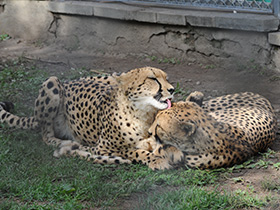 Фото Cheetah