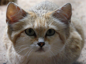 Фото Барханный кот