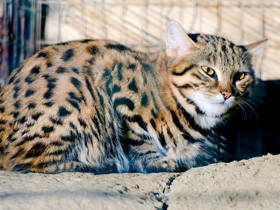 Фото Black-footed cat