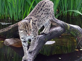 Фото Fishing cat