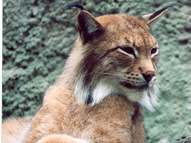 Фото Eurasian lynx