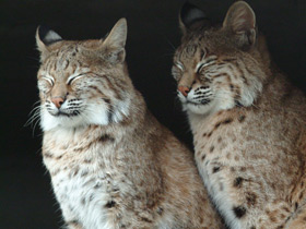 Фото Eurasian lynx