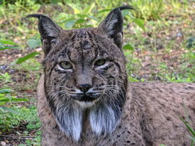 Фото Iberian lynx