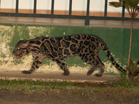 Фото Sunda clouded leopard