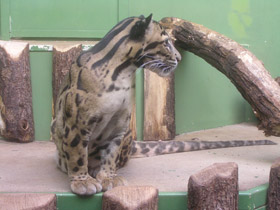 Фото Clouded leopard