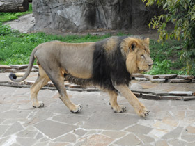 Фото Asiatic lion