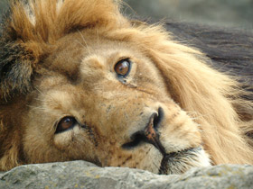 Фото Asiatic lion