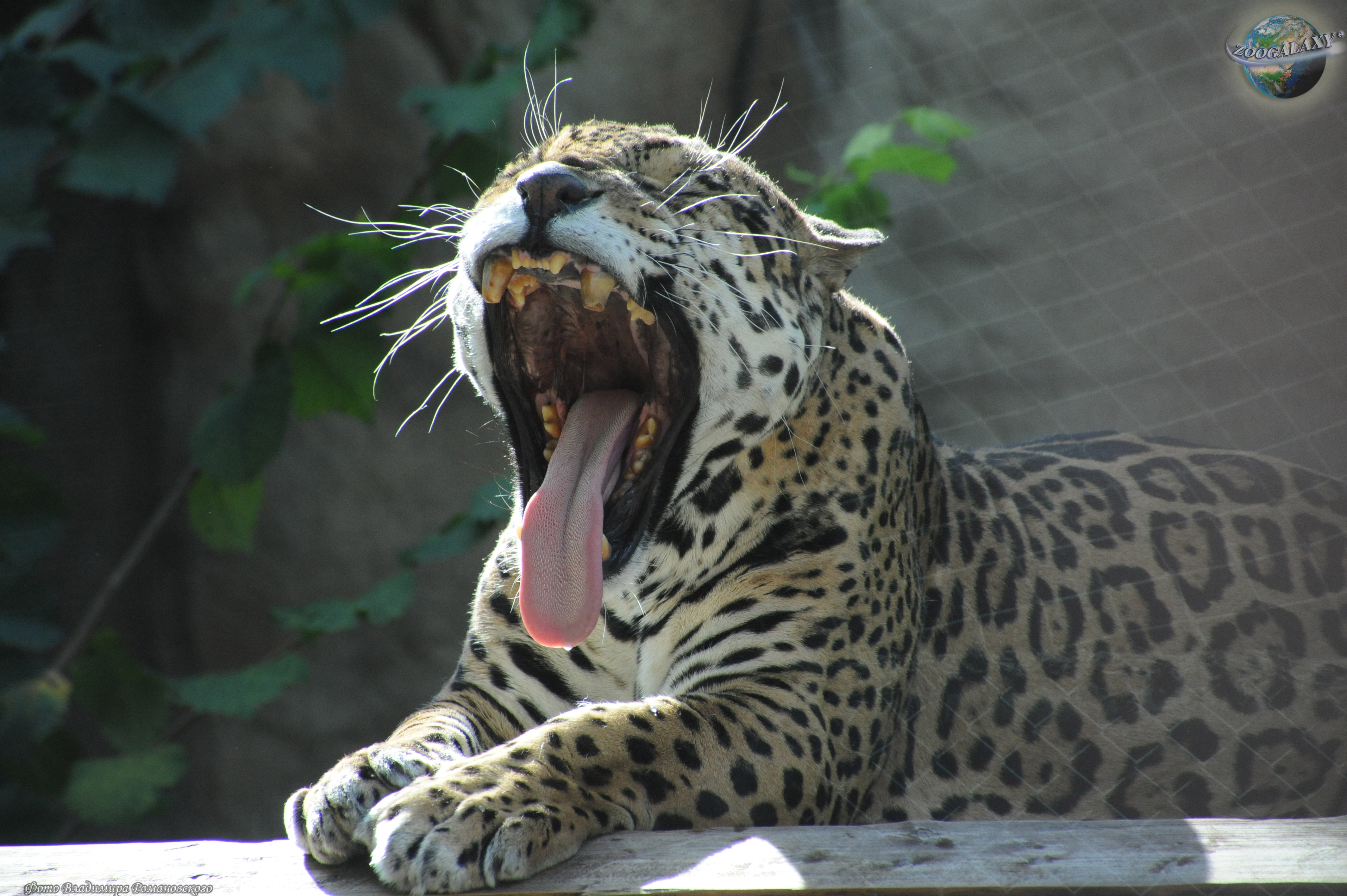 El jaguar, yaguar o yaguareté Panthera onca.