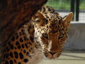 Фото Leopardo del Amur
