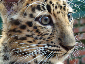 Leopardo del Amur