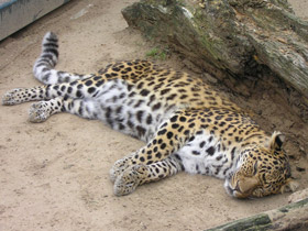 Фото Leopardo del Amur