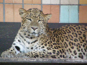 Фото Amur leopard
