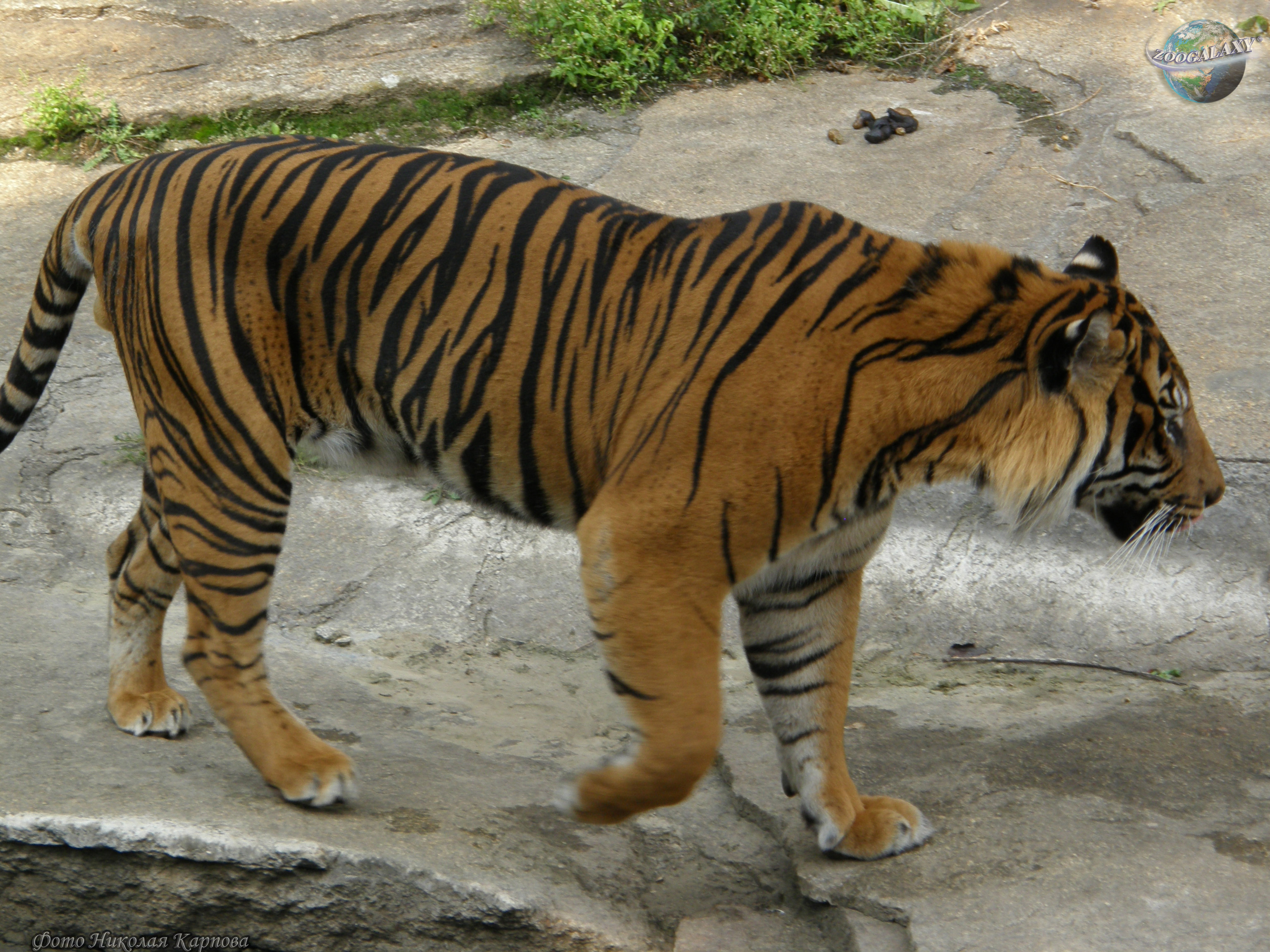 Какая длина тигра. Тигр Panthera Tigris. Суматранский тигр [Panthera Tigris sumatrae]. Panthera Tigris amoyensis в Чэнду. Тигр без шерсти.