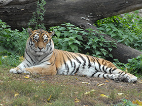 Фото Amur tiger