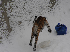 Фото Amur tiger