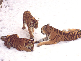 Tigre de Amur