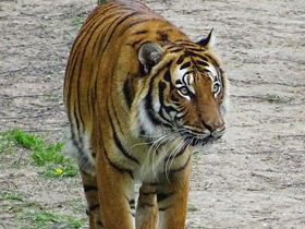 Фото Tiger