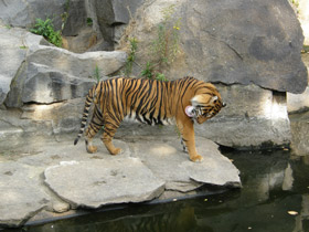Фото Sumatran tiger