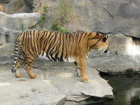 Фото Sumatran tiger