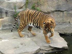 Фото Tiger