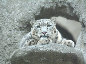Фото Snow leopard